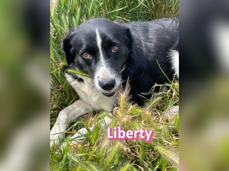 Liberty, 09/21 - treue Hündin sucht ihre Menschen