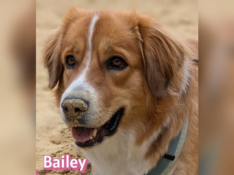 Bailey 04/24 - charakterstarke Hündin sucht neues Zuhause