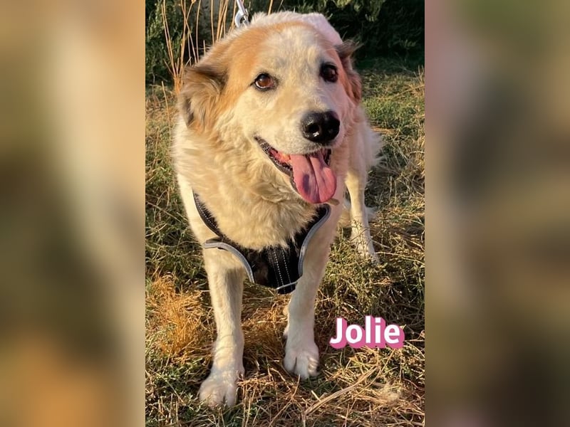 Jolie, 08/24 - ruhige Begleiterin sucht ihre Menschen