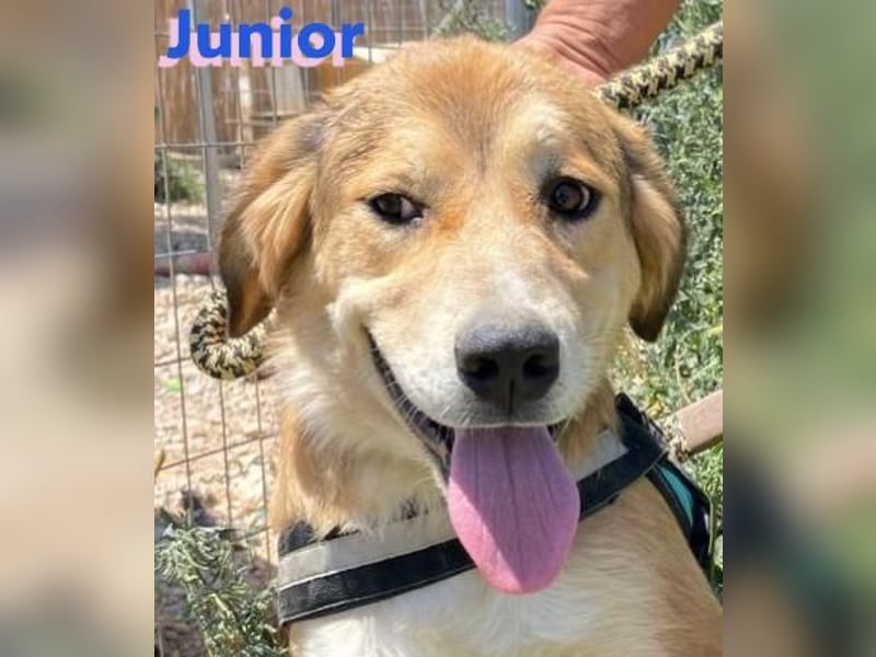 Junior, 11/23 - Rohdiamant sucht Zuhause zum Aufblühen!