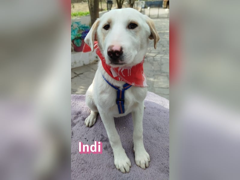 Indi - Die Hoffnung auf einen Neuanfang