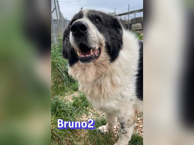 Bruno 2 - Gnadenbrotplatz gesucht