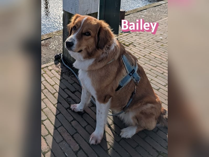 Bailey 04/24 - charakterstarke Hündin sucht neues Zuhause