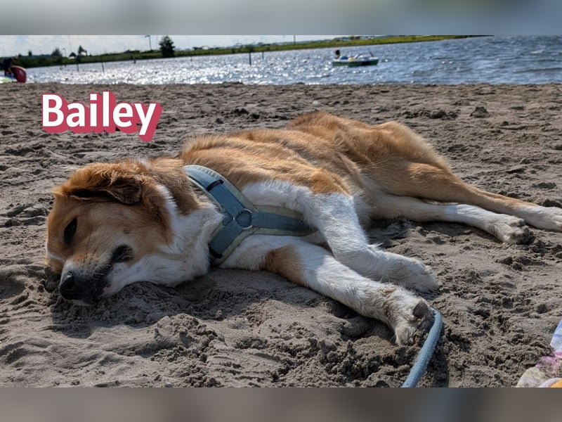 Bailey 04/24 - charakterstarke Hündin sucht neues Zuhause