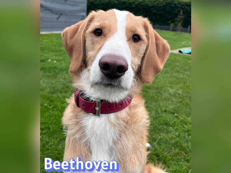 Beethoven, 10/25 - sportlicher Herzenshund sucht Für-immer-Zuhause