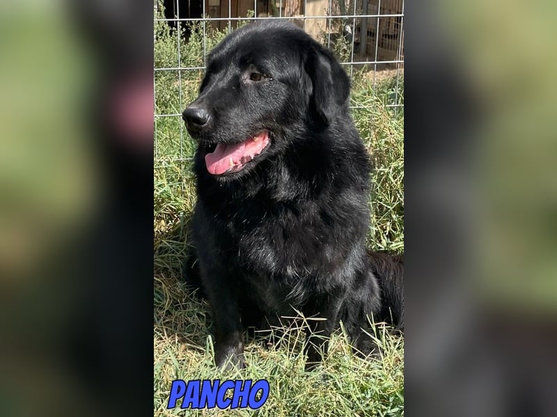 Pancho, 10/22 - schwarzes Bärchen sucht Familie