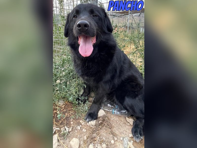 Pancho, 10/22 - schwarzes Bärchen sucht Familie