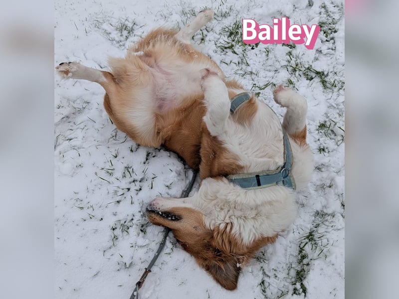 Bailey 04/24 - charakterstarke Hündin sucht neues Zuhause