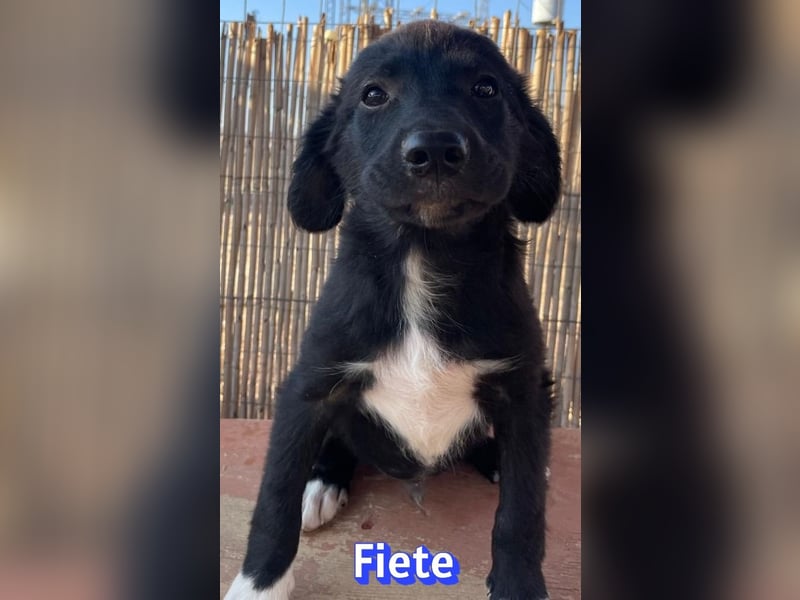 Fiete, 05/26 - süßer Wuschel sucht Familie