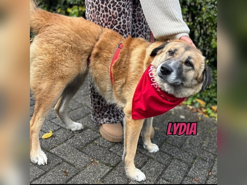 Lydia, 05/23 - tolle Familienhündin wartet in 64756 Mossautal