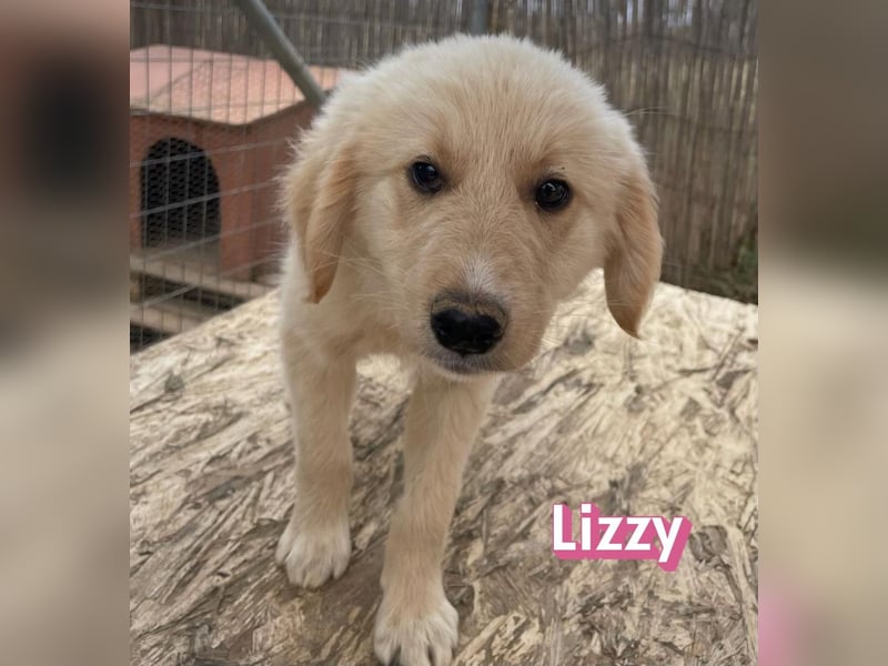 Lizzy, 02/26 - sucht eine schöne Kindheit