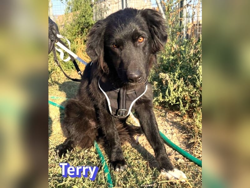 Terry, 09/24 - ruhiger Schatz sucht Familie