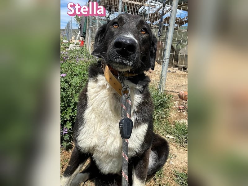 Stella, 01/24 - schüchterne Maus sucht Familie