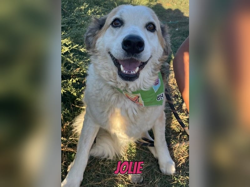 Jolie, 08/24 - süßes Mädel wartet auf ihre Menschen