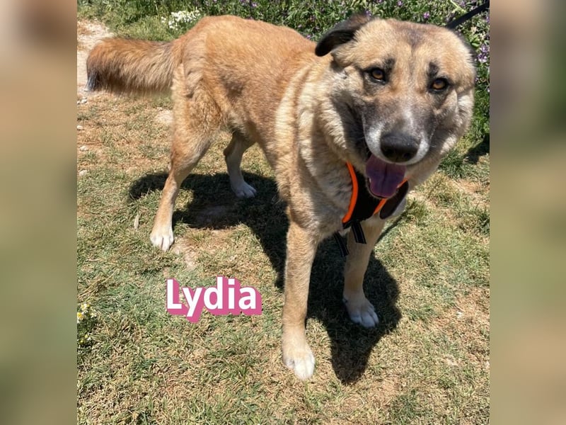Lydia, 05/23 - gemütliche Schmusemaus sucht Familie