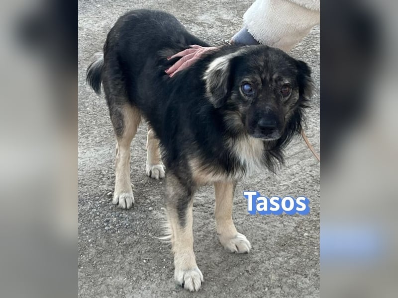 Tasos, 01/22 - durch Menschen verlor er sein Augenlicht