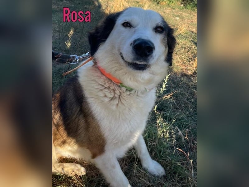 Rosa, 12/23 - sanfte Seele sucht Zuhause
