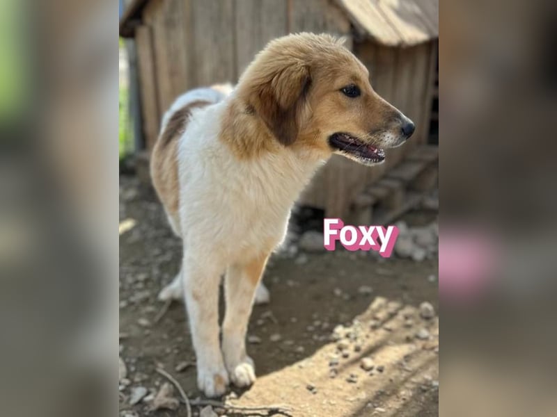 Foxy - verschmust, verspielt, anhänglich