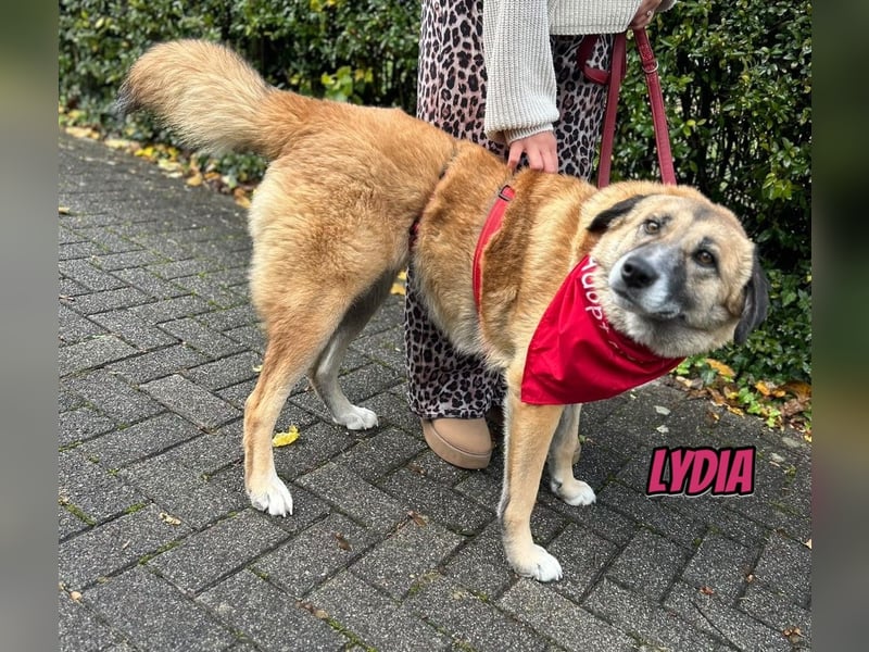 Lydia, 05/23 - tolle Familienhündin wartet in 64756 Mossautal
