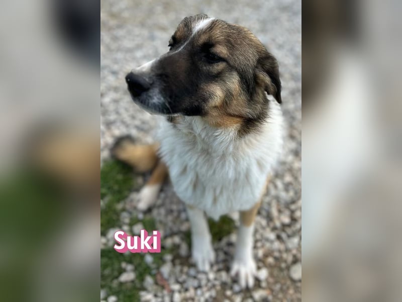 Suki - schüchtern, sozial, neugierig