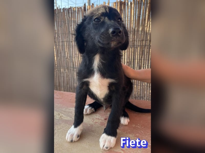 Fiete, 05/26 - süßer Wuschel sucht Familie