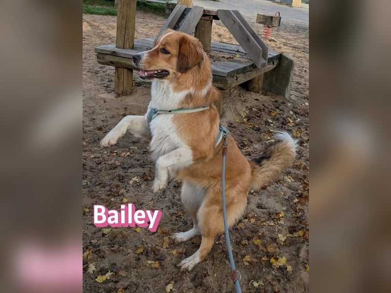Bailey 04/24 - charakterstarke Hündin sucht neues Zuhause