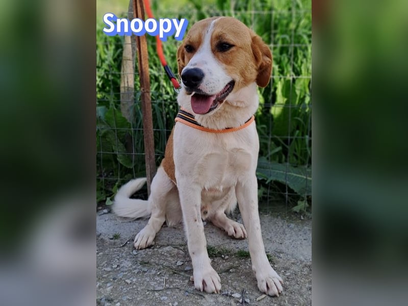 Snoopy, 04/25 - sucht seinen Charlie Brown