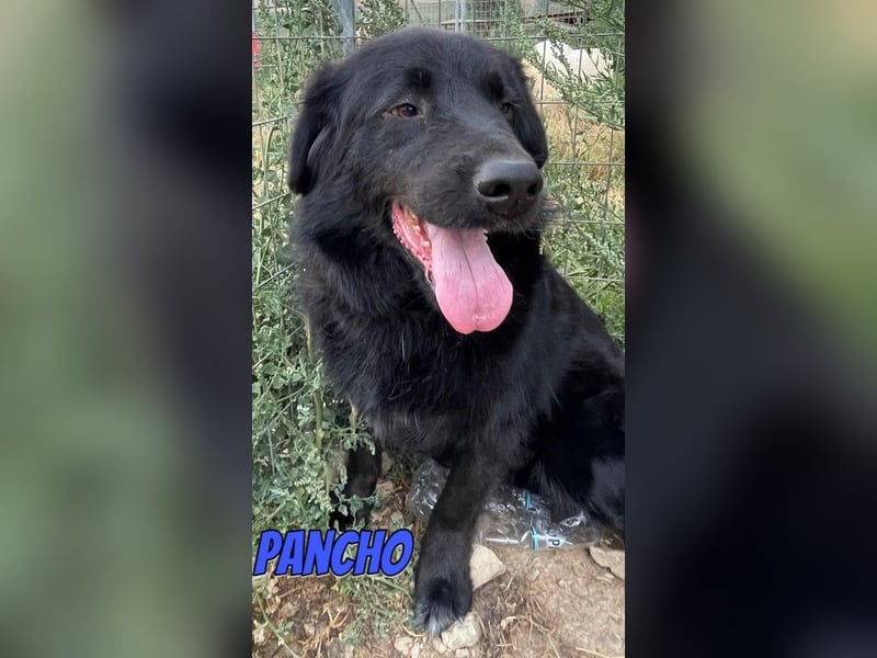 Pancho, 10/22 - schwarzes Bärchen sucht Familie