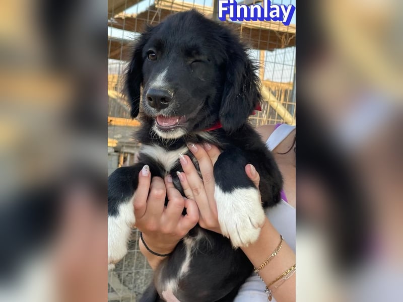 Finnlay, 05/26 - Schwarzköpfchen sucht Familie