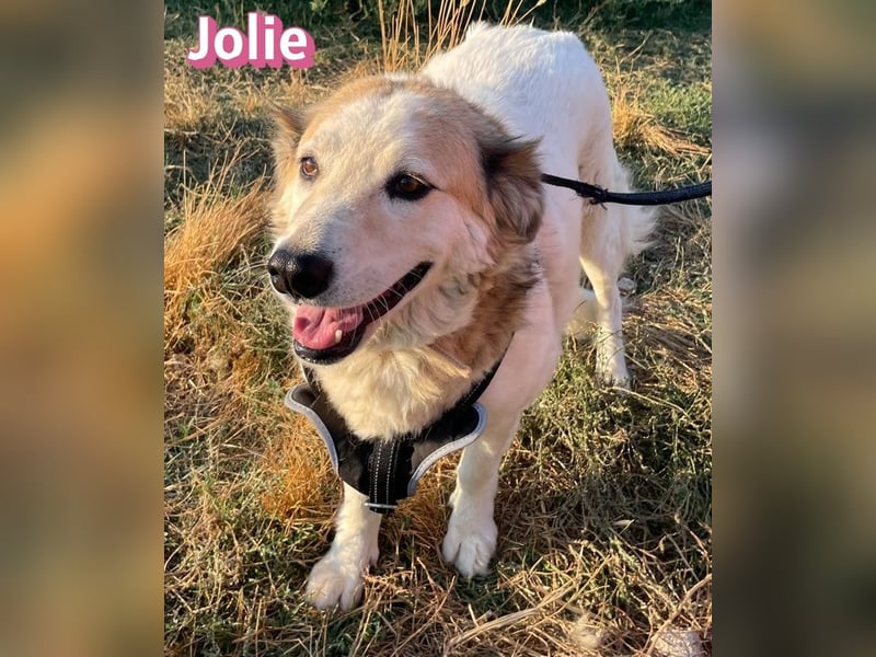 Jolie, 08/24 - ruhige Begleiterin sucht ihre Menschen