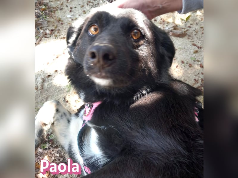 Paola - Ein Hund für Strandspaziergänge