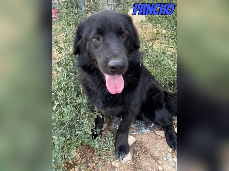Pancho, 10/22 - schwarzes Bärchen sucht Familie