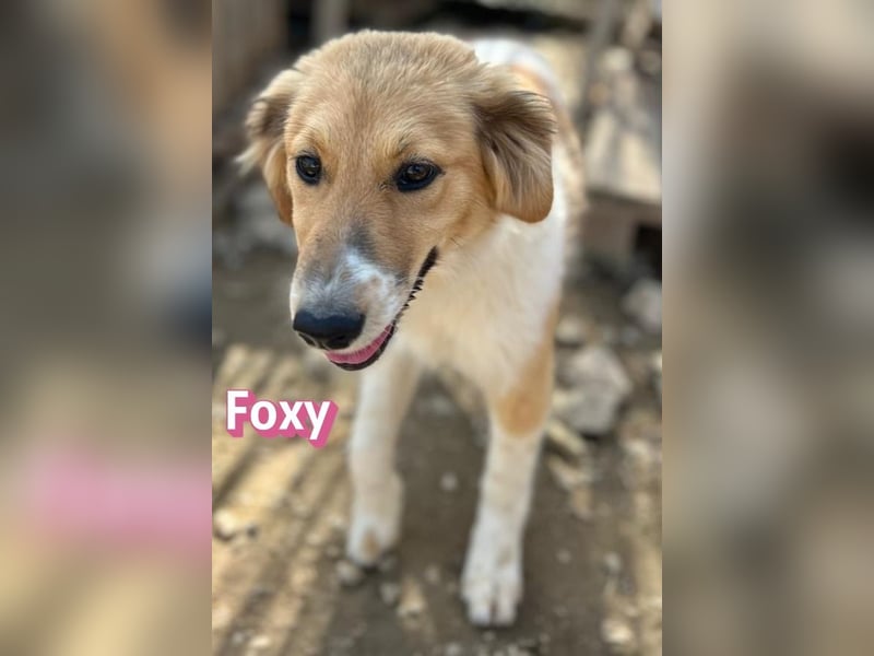 Foxy - verschmust, verspielt, anhänglich