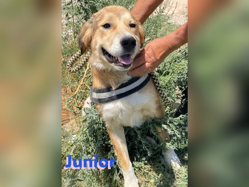 Junior, 11/23 - Rohdiamant sucht Zuhause zum Aufblühen!