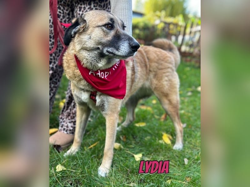 Lydia, 05/23 - tolle Familienhündin wartet in 64756 Mossautal