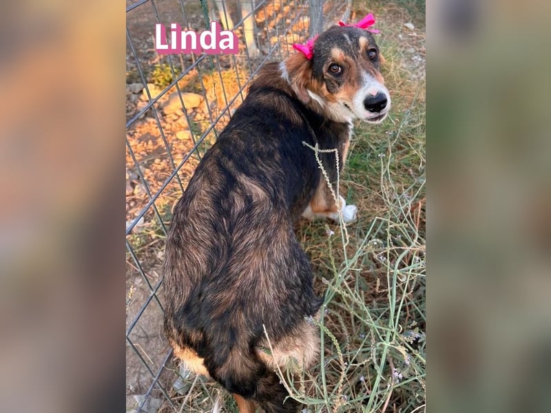 Linda, 03/26 - bezaubrendes Mädel sucht Familie