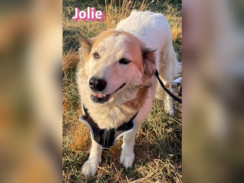 Jolie, 08/24 - ruhige Begleiterin sucht ihre Menschen
