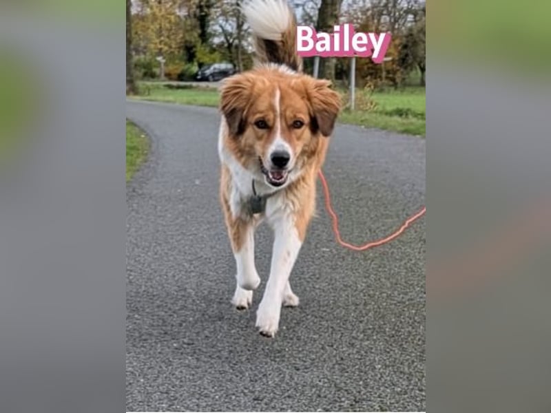 Bailey 04/24 - charakterstarke Hündin sucht neues Zuhause