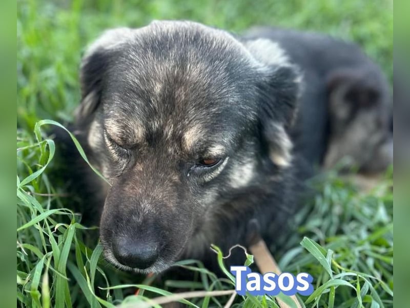 Tasos, 01/22 - durch Menschen verlor er sein Augenlicht