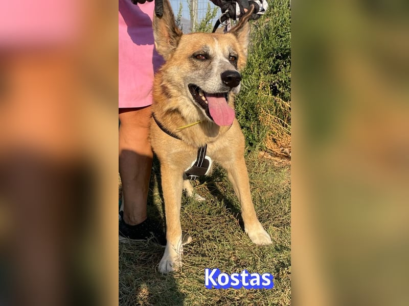 Kostas, 08/20 - ruhiger Rüde sucht Familie