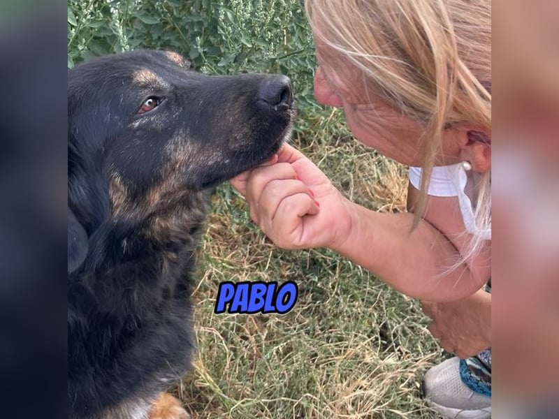 Pablo, 10/22 - ruhiger Rüde sucht Familie