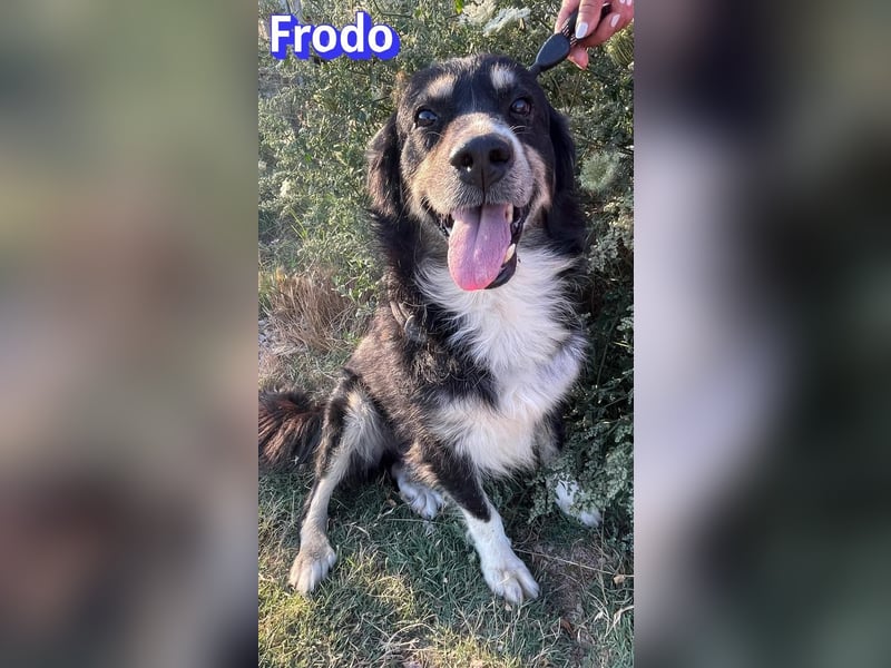 Frodo, 01/24 - Lebensfreude auf 4 Pfoten