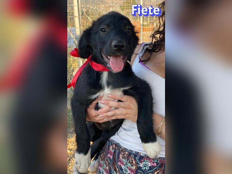 Fiete, 05/26 - süßer Wuschel sucht Familie