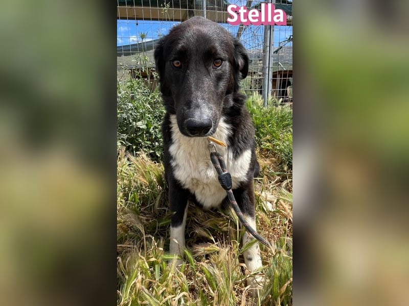 Stella, 01/24 - schüchterne Maus sucht Familie
