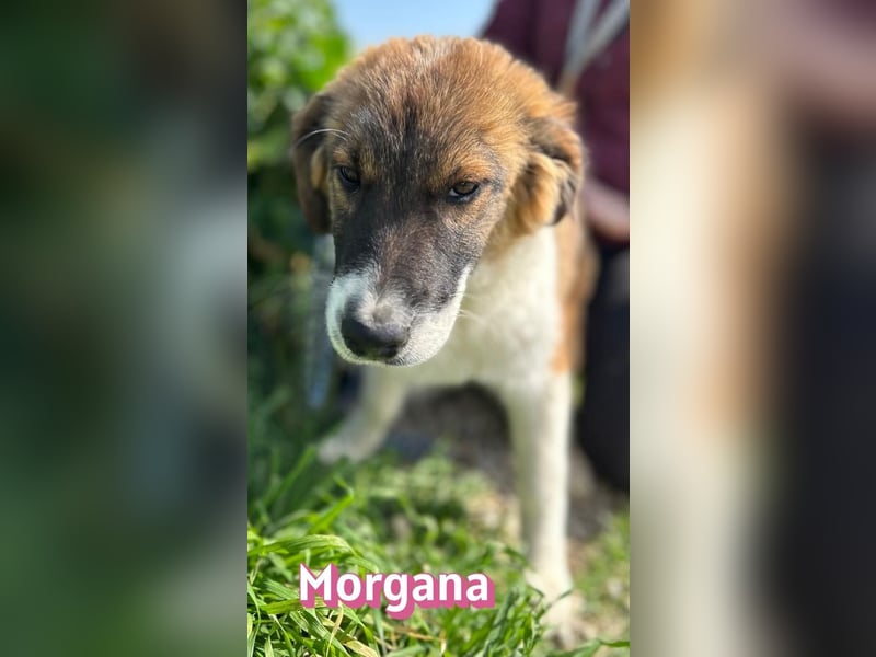 Morgana - verschmust, verspielt, anhänglich