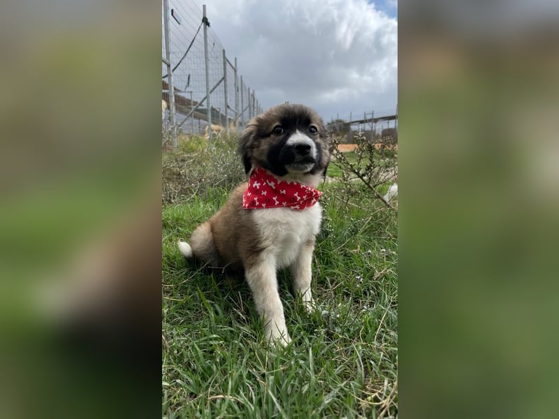 Betty - aufgeweckt und freundlich