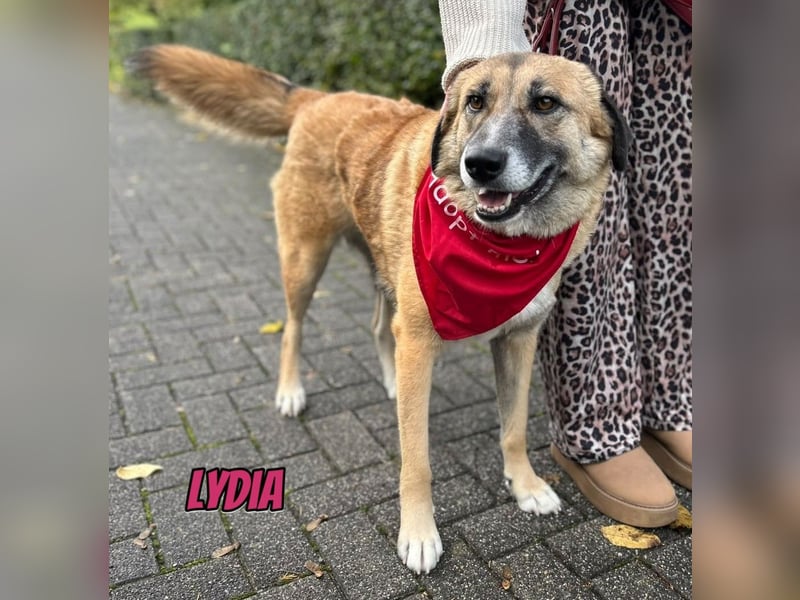 Lydia, 05/23 - tolle Familienhündin wartet in 64756 Mossautal