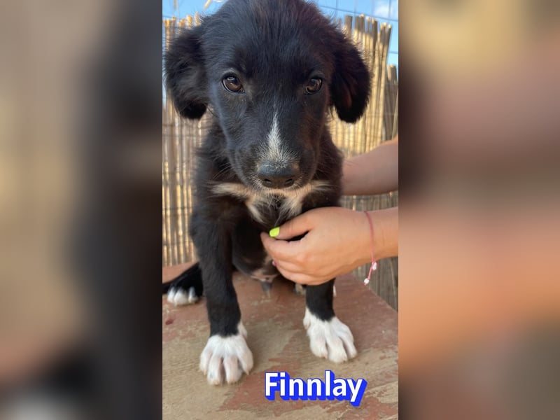 Finnlay, 05/26 - Schwarzköpfchen sucht Familie