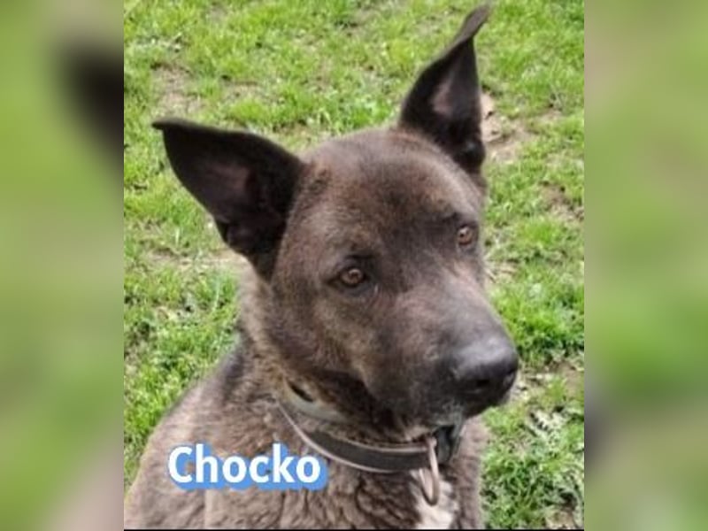 Chocko, 10/22 - ruhiger Familienhund sucht 2te Chance
