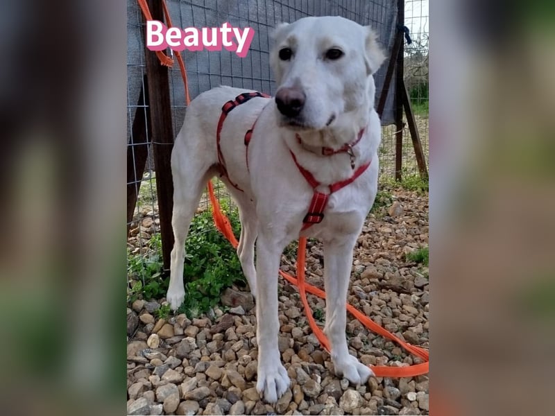 Beauty - sensibel, freundlich, neugierig; Handicap